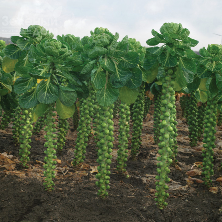 Профітус F1 / Profitus F1.140-145 днів фото 1