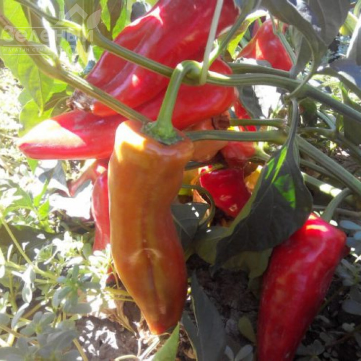 Дельфа F1 / Delfa F1,60 днів фото 1