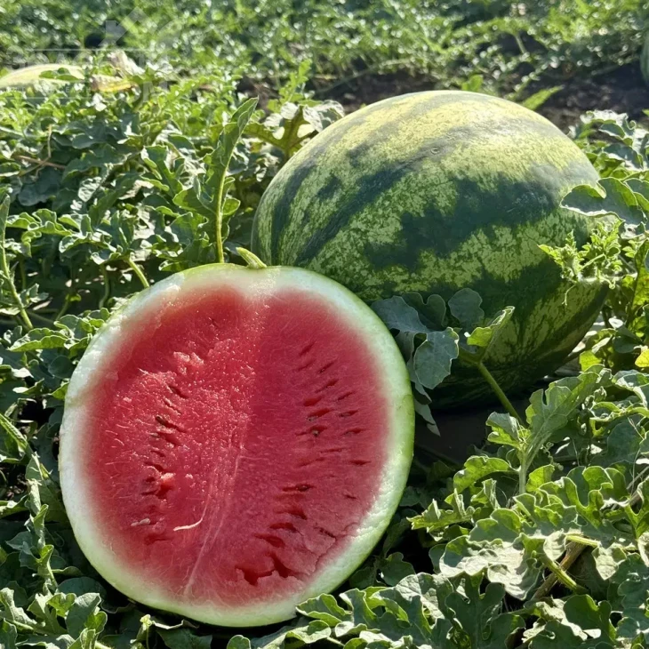 Соник F1 / Sonik F1,55–58 дней фото 1