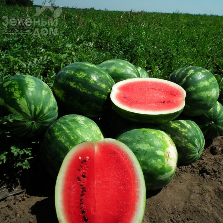 Целін F1 / Celin F1,60 днів фото 6