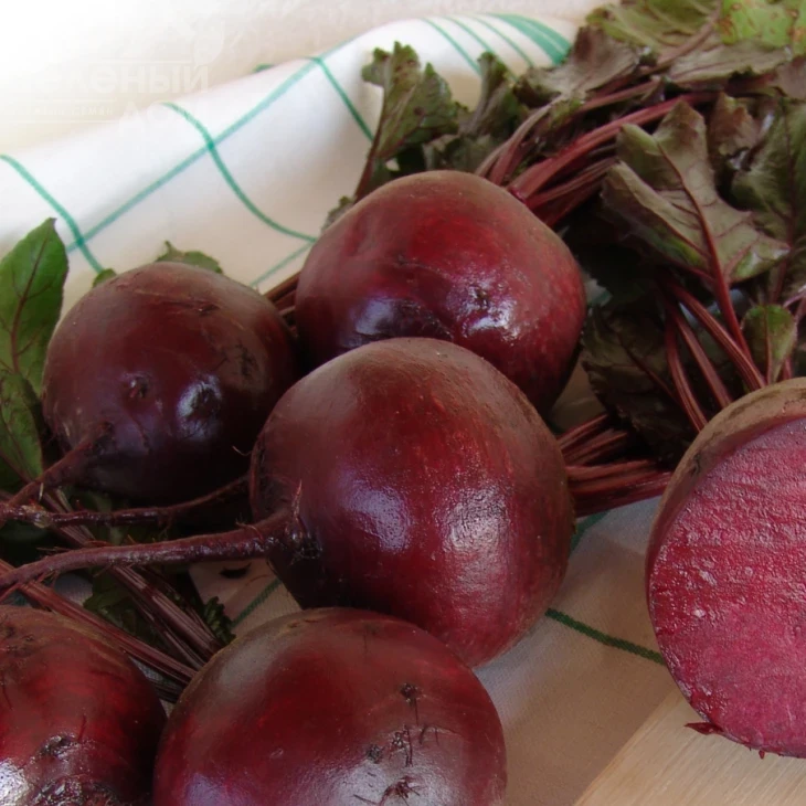 Моника / Monika,110-115 дней фото 1