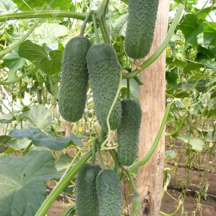 Анзор F1 / Ansor F1,40-45 дней фото 1