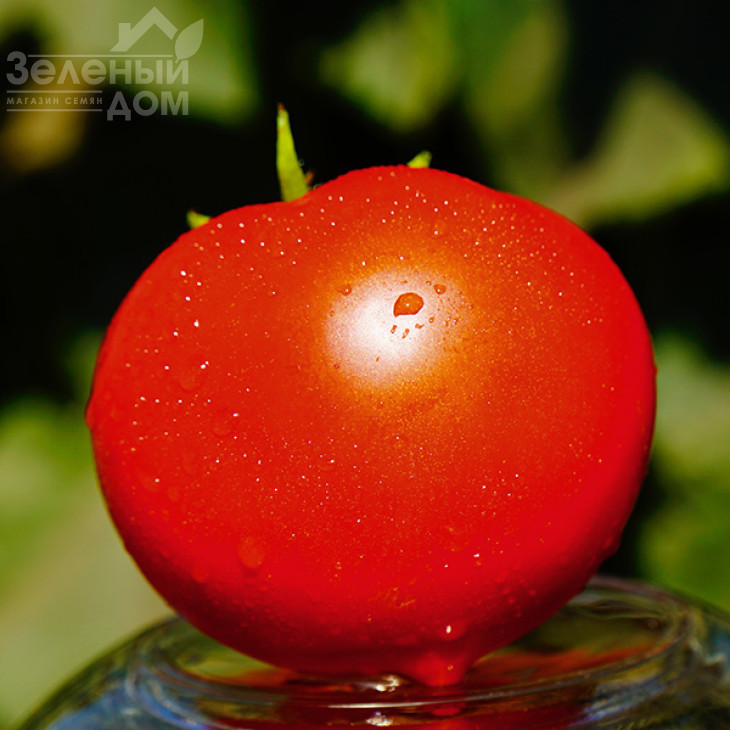 Каста F1 / Kasta F1,55-60 днів фото 5