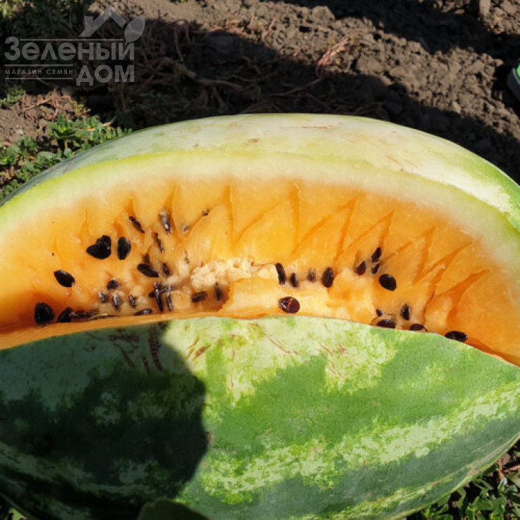 Оранж Лакшері F1 / Orange Luxury F1, 70-73 дні фото 3