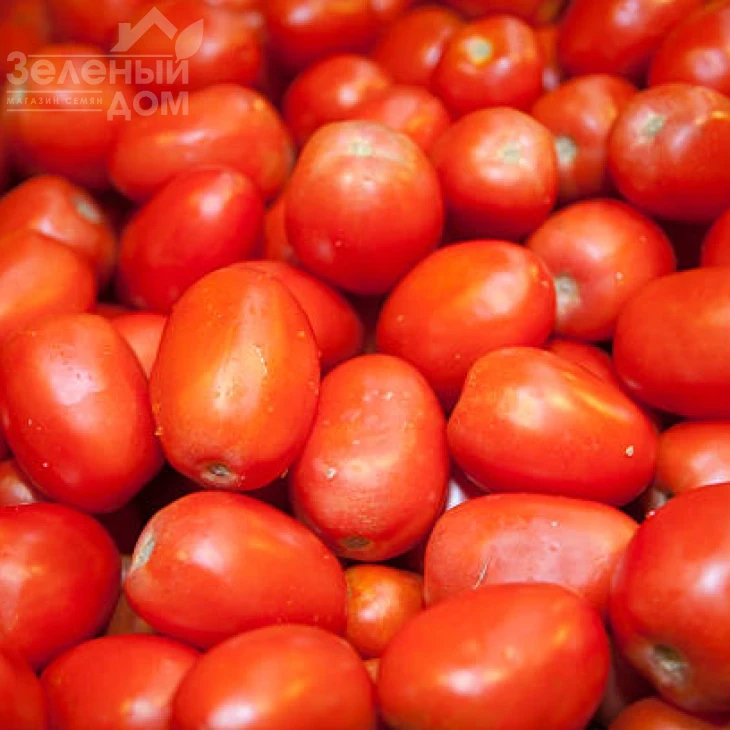 Фоккер F1 / Fokker F1,120-130 дней фото 2