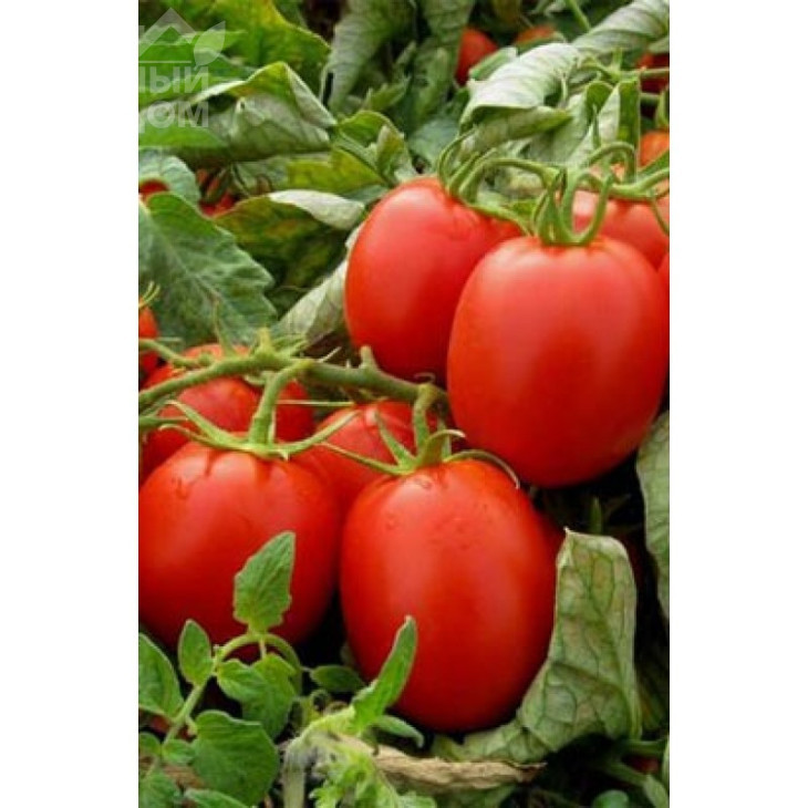 Фабер F1 / Faber F1,80-85 днів фото 1