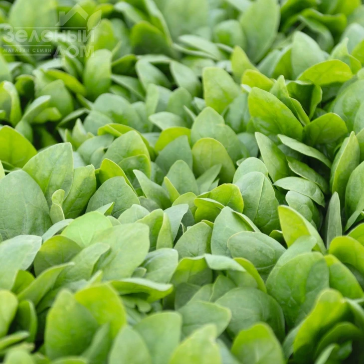 Спирос F1 / Spiros F1,44 дня фото 1