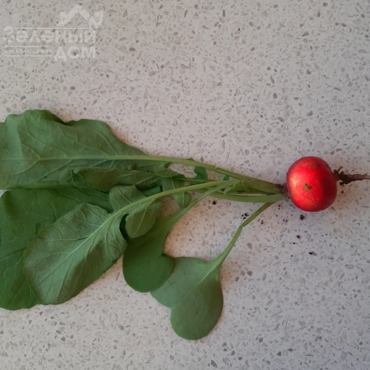 Прада F1 / Prada F1, 25-35 дней фото 4