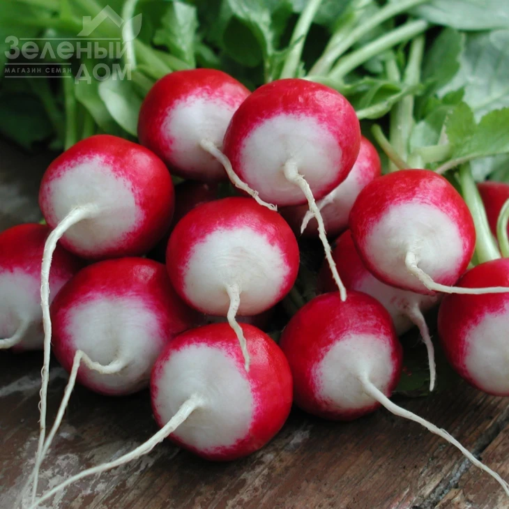 Полонеза / Poloneza,29-33 дня фото 1