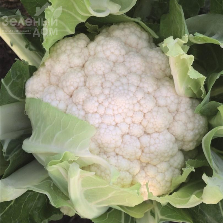 Зарагоза F1 / Zaragoza F1,78 днів фото 1