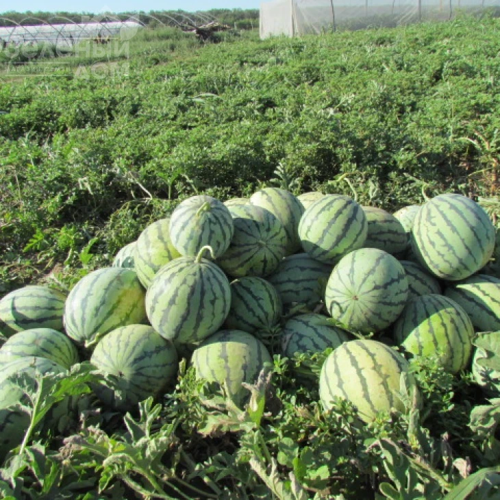 ЛС 1552 F1 / LS 1552 F1,70-75 дней фото 2