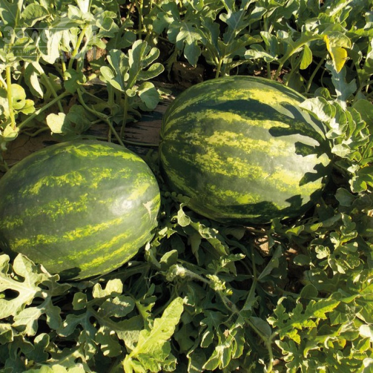 Марісто F1 / Maristo F1,58-60 днів фото 1