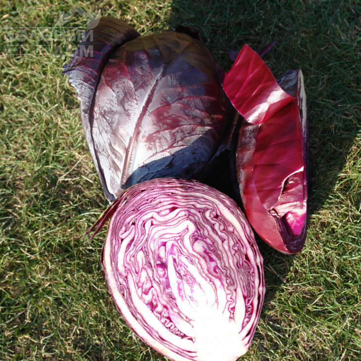 Роксі F1 / Roxy F1,125-135 днів фото 4