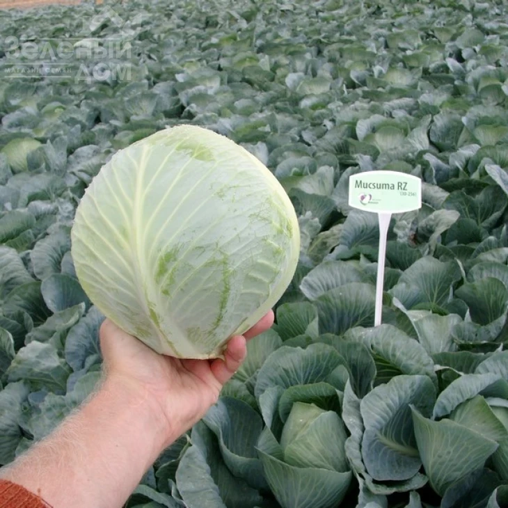 Муксума F1 / Mucsuma F1,130-140 дней фото 2