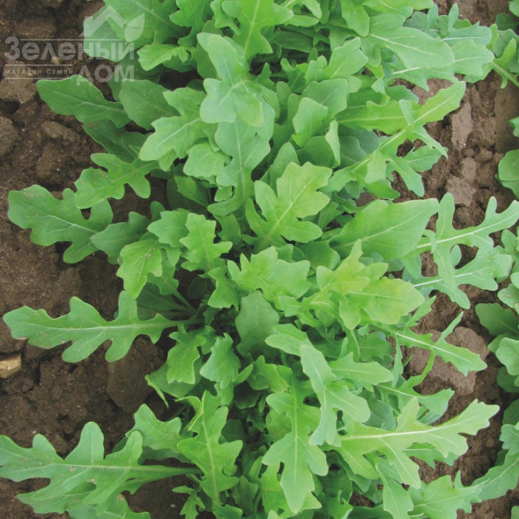 Летіція / Letizia фото 1