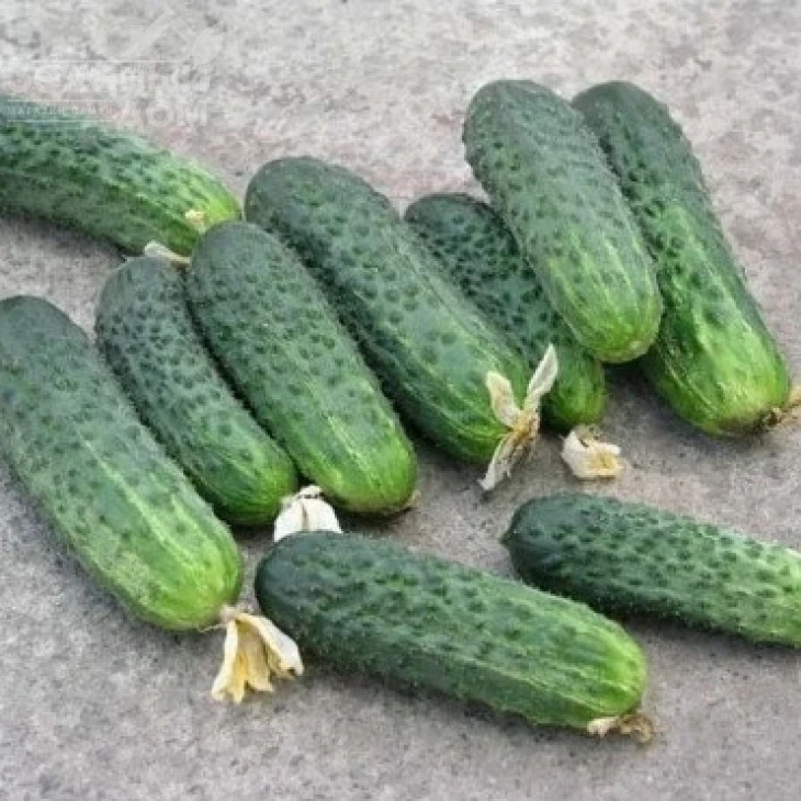 Афина F1 / Afina F1,38-40 дней фото 3