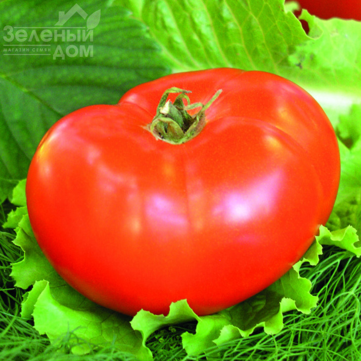 Баллада / Ballada фото 1