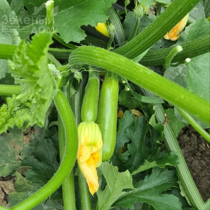 Мерлин (INX 10554) F1 / Merlin (INX 10554) F1 фото 2