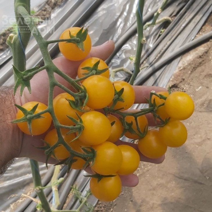 Саммер Сан F1 / Summer Sun F1 фото 3