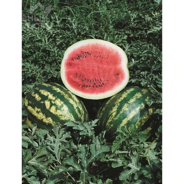 Кримсон Свит / Crimson sweet (Hollar Seeds) фото 1