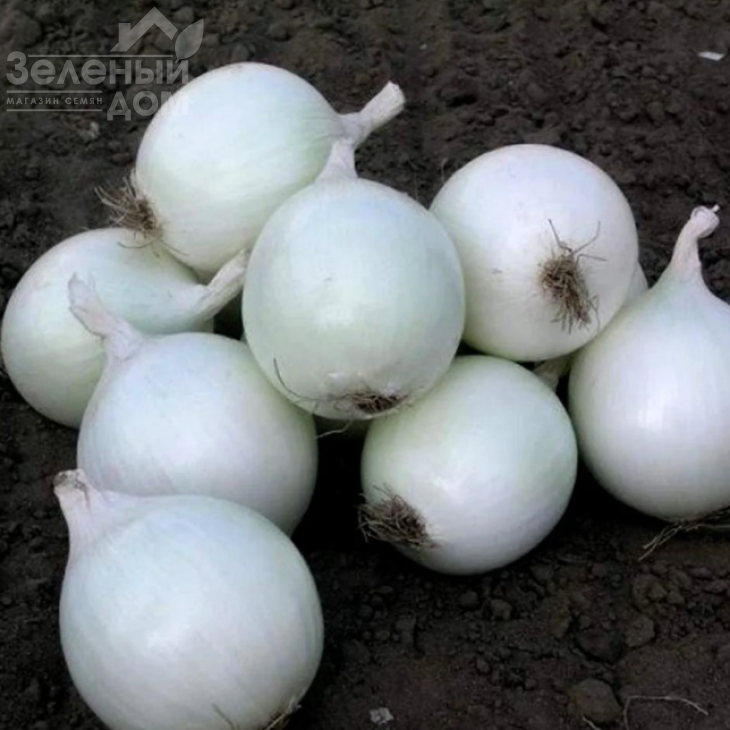 Комета F1 / Cometa F1,115-120 днів фото 2