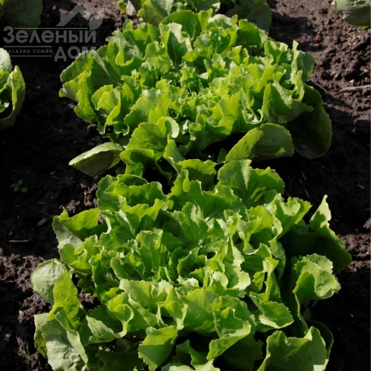 Куартана / Cuartana фото 1