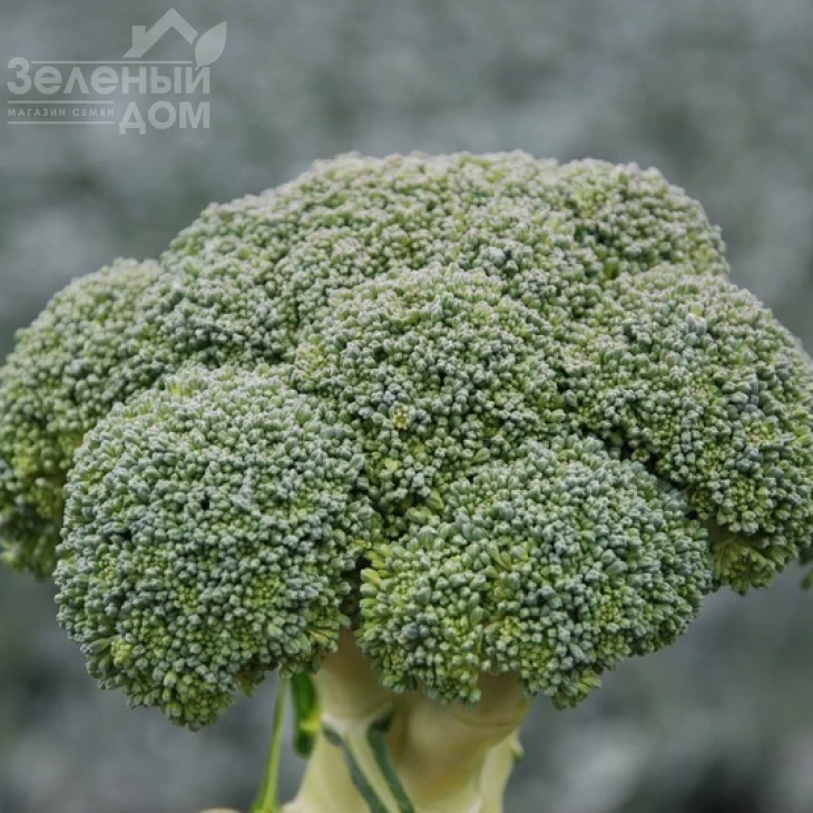 Корос F1 / Koros F1,55-65 дней фото 7