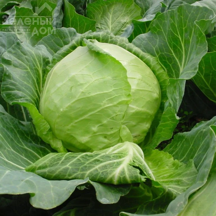 Сунта F1 / Sunta F1,55-58 дней фото 1