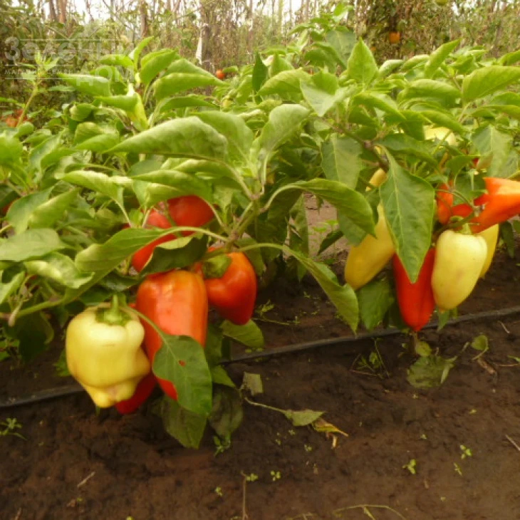 Ами / Amy,55-60 дней фото 2