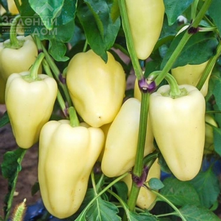 Блонді F1 / Blondy F1,60 днів фото 3