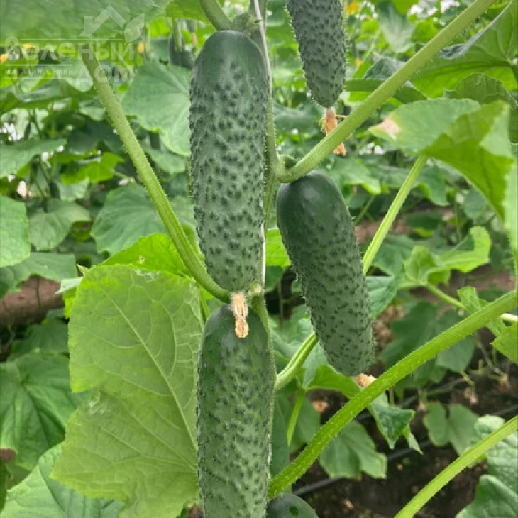 Эльвинара F1 / Elvinara F1 фото 1