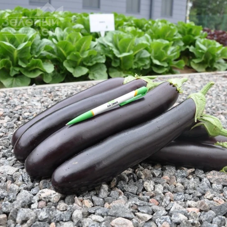 Эстелле F1 / Estelle F1,70-75 дней фото 1