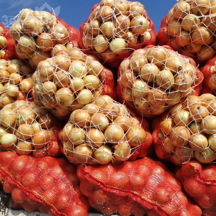 Бур-топ / Bur-top, 105-115 днів фото 1