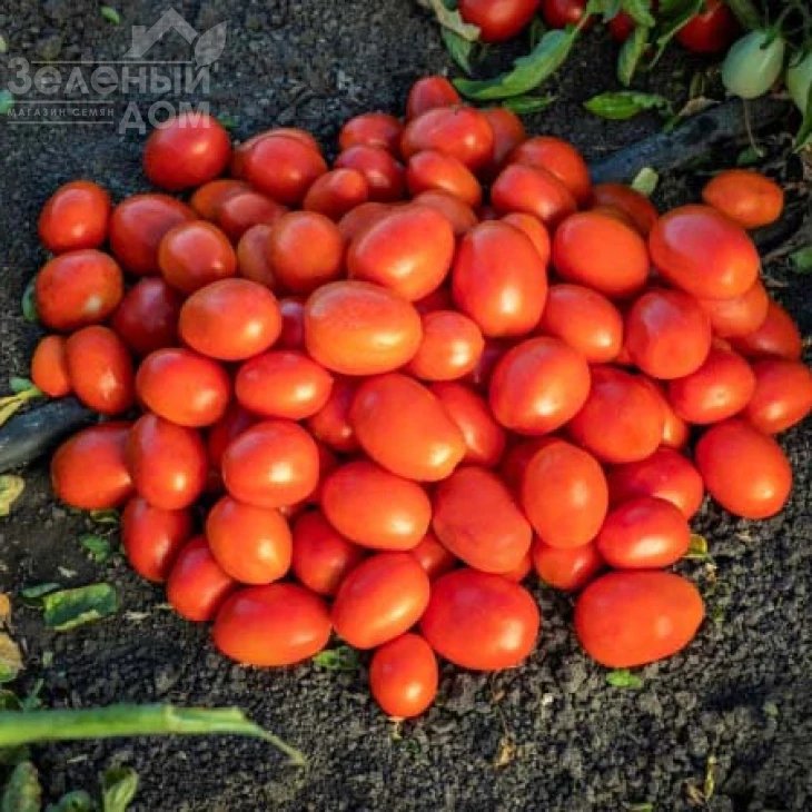 1301 F1 / 1301 F1 фото 1