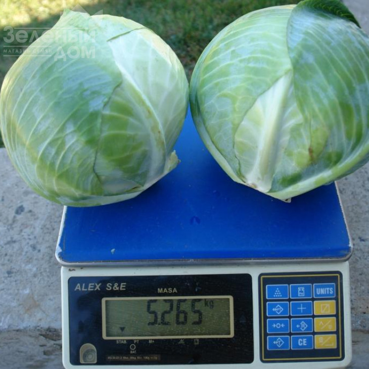 Гальватрон F1 / Galvatron F1,115 днів фото 3