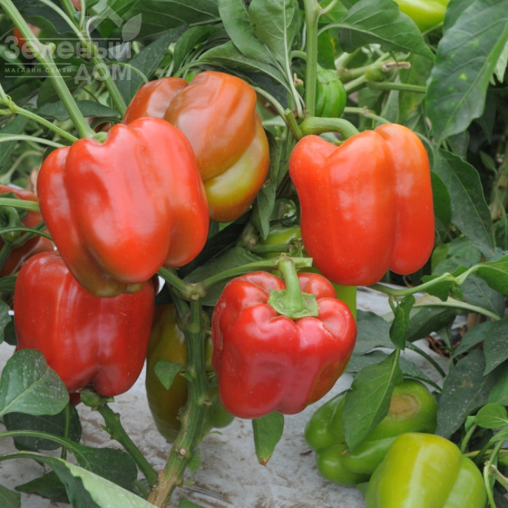 Ньютон F1 / Nuton F1 фото 1