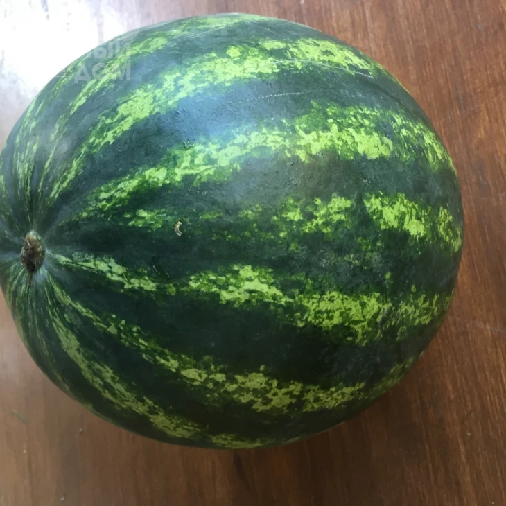 Бонта F1 / Bonta F1, 60-65 дней фото 4