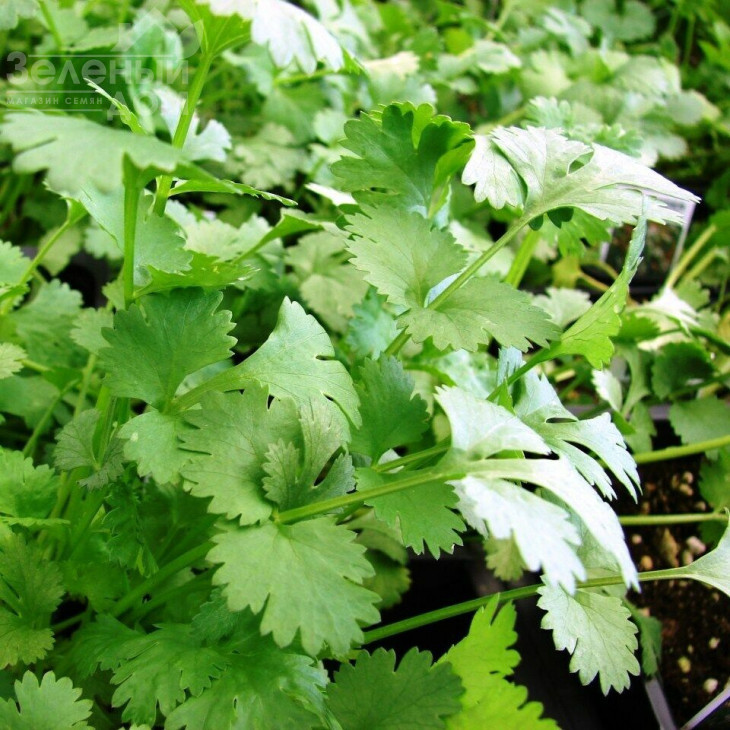 Сноуболт / Snowbolt,30-50 днів фото 1