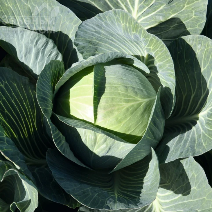 Экспект F1 / Expect F1 фото 1