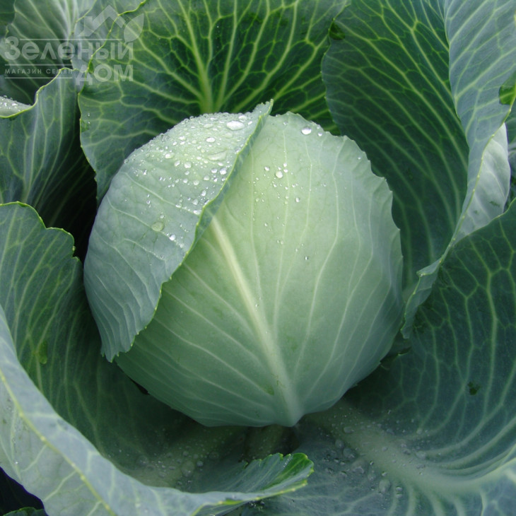 Альбатрос (Мерідор) F1 / Albatros (Meridor) F1,135-145 днів фото 1