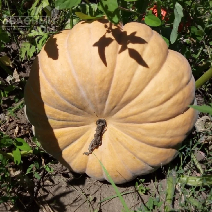 Мерри Дол F1 / Marry Dol F1 фото 3