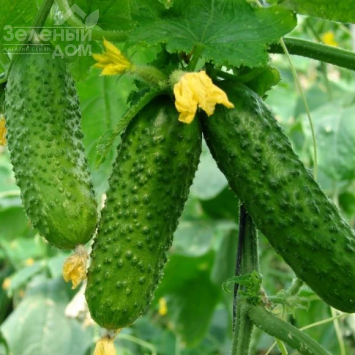 Аякс F1 / Ajax F1,42-44 дня фото 2