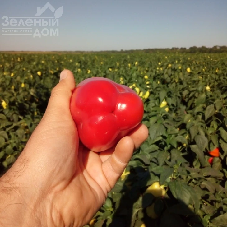 Фиджи F1 / Fidzhi F1,62-65 дней фото 4