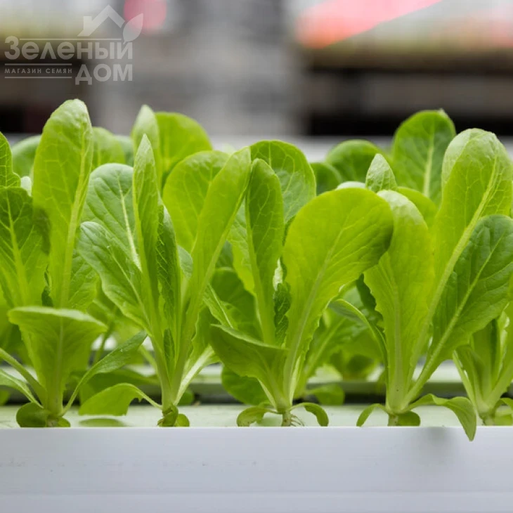 Рабелло / Rabello фото 2