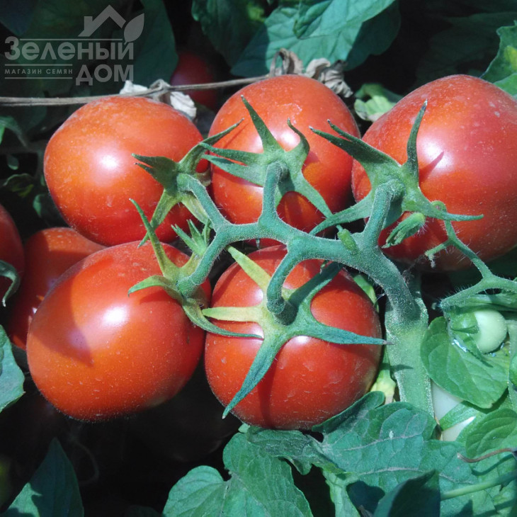 Інкріз F1 / Inkriz F1,110-115 днів фото 1