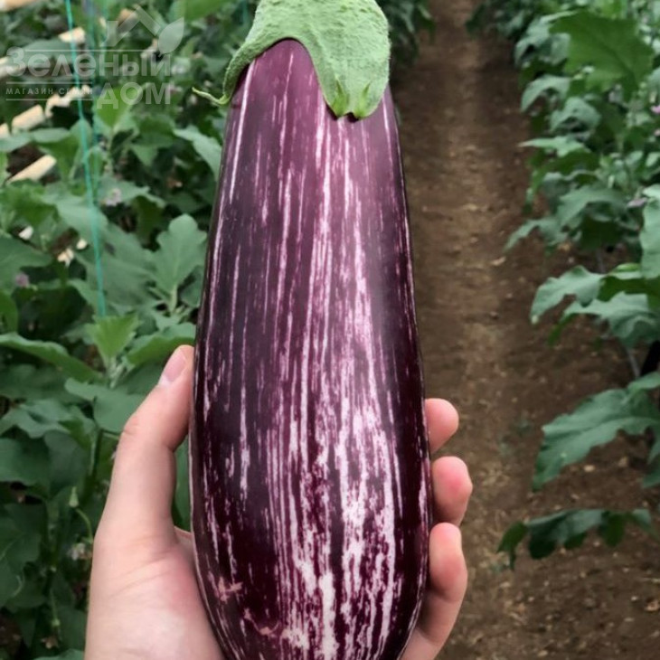 Зебріно F1 / Zebrino F1,95-120 днів фото 3