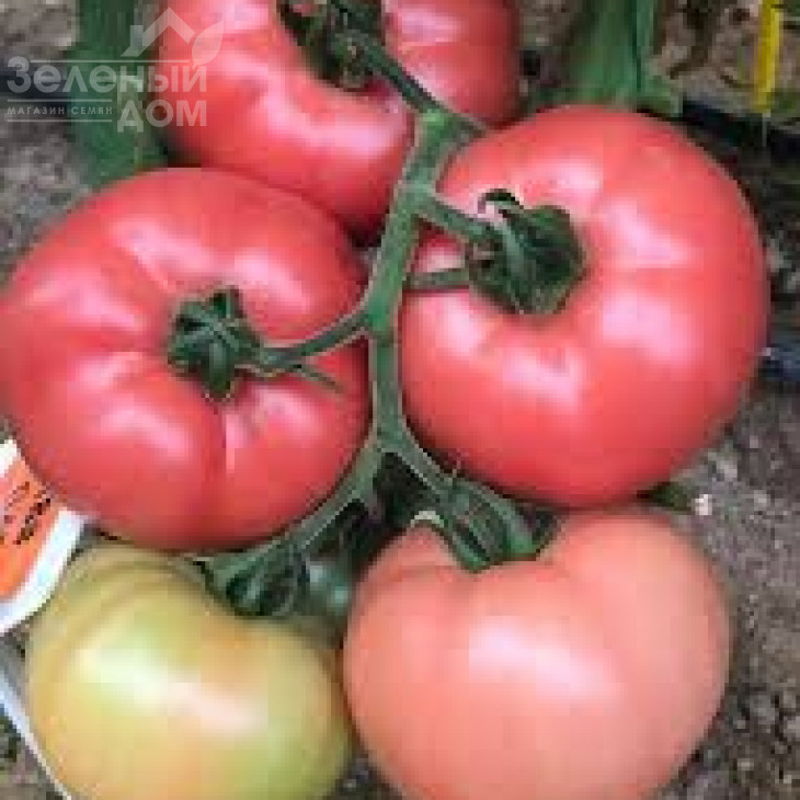 Гюльпембе F1 / Gulpembe F1 фото 1