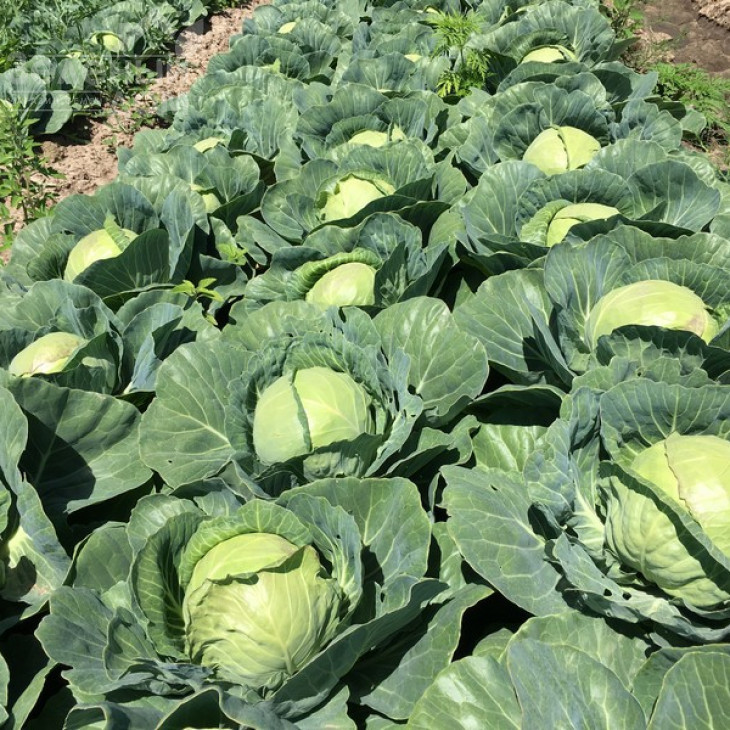 Радан F1 / Radan F1,58-62 дні фото 3