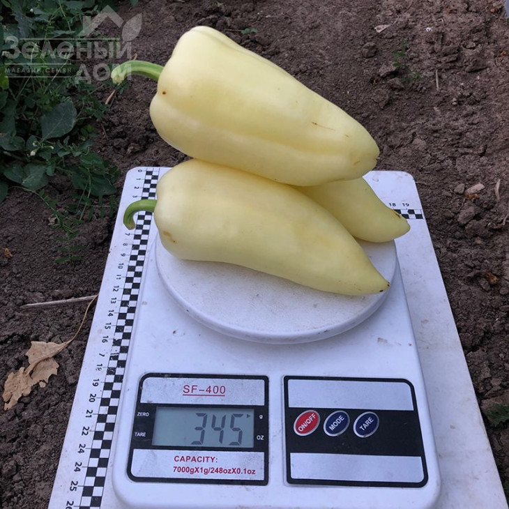 Бора F1 / Bora F1,50 днів фото 4