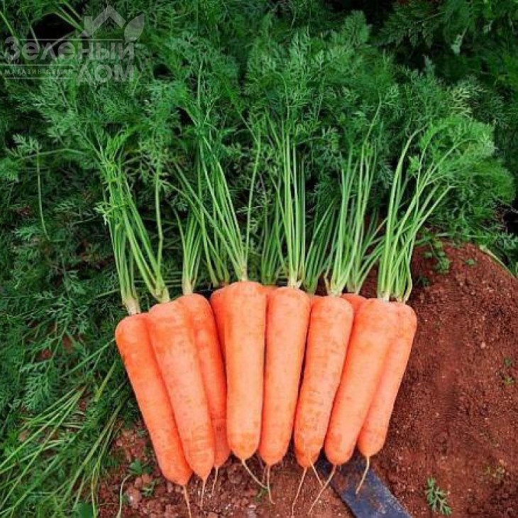 Діаменто F1 (VAC-75) / Diamento F1 (VAC-75), 105-110 днів фото 1